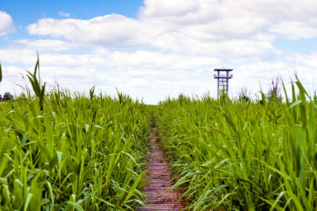 Swamp area covered in swamp grass with wooden path leading to look out platform to study wildlife in this habitat blue sky and white cloud - Scenic Park of Przemkow, Polandの写真素材