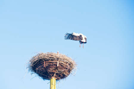 flying stork approaching and landing in the nestの写真素材