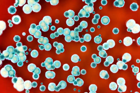 microbiology background made of colorful fungi and mold colonies. Surface of agar petri dish.の写真素材