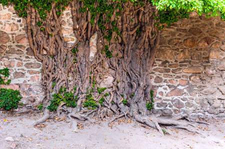 Trunk and roots of an ivy tree crawling up a brick wall.の写真素材