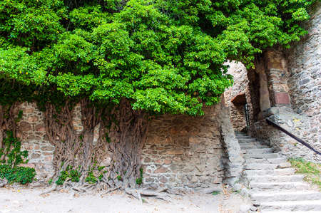 Overgrown ivy tree climbing an old stone wall. Stairs and passage on rightの写真素材