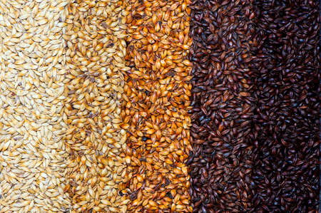 A gradient background of brewing dark and light malt grainsの写真素材