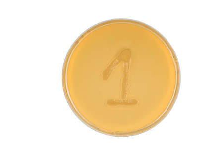 Alphabet made of bacteria escherichia coli culture on LB agar plate - digit 1