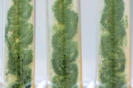trichoderma mold in agar slant tubes