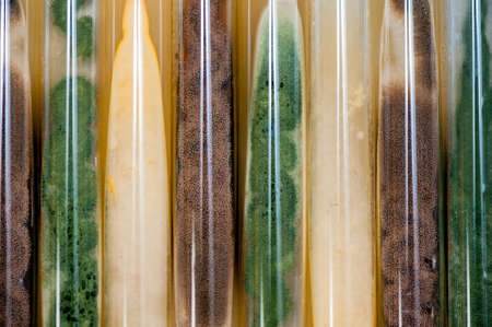 background made of molds culture in agar slant tubesの写真素材