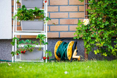 A backyard vertical garden made of wooden bookcase with planted strawberries and wild strawberries.