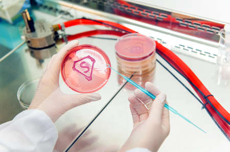 scientist working with petri plate with super bacteria symbol made of grown bacterial culture  in...