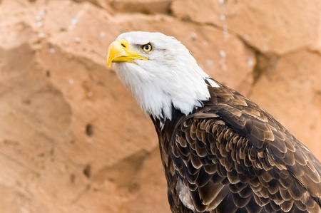 Evil look of a bald eagle の写真素材