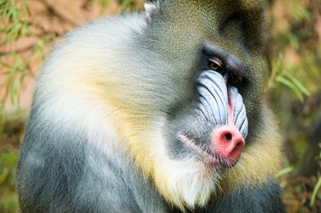 Portrait of colourful mandrill monkeyの写真素材