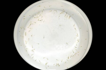 Freshly hatch fish fry and roe shot in plastic container