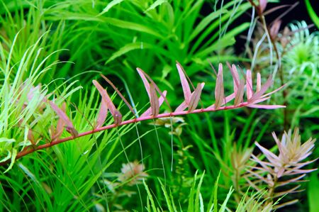 Lush aquarium plants with Rotala colorata in front の写真素材