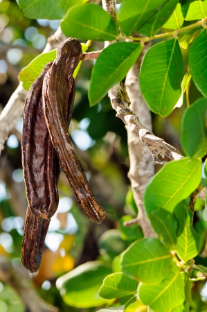 Carob pods of carob tree  Ceratonia siliqua   の写真素材