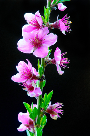Sprout of blooming peach (Prunus persica) shot in April.の写真素材