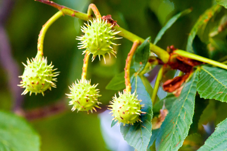 Spiky capsules of a horse-chestnut (Aesculus hippocastanum) with the seeds inside.の写真素材