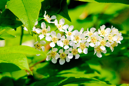 Foliage and flowers of bird cherry (Prunus padus).の写真素材