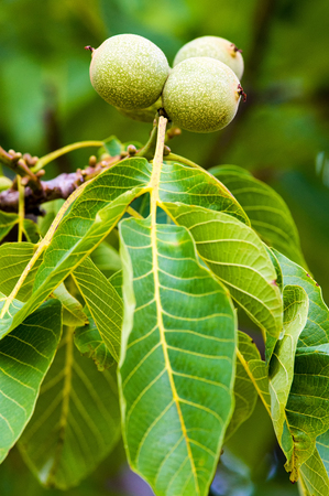Foliage and fruits of a common walnut (Juglans regia).の写真素材
