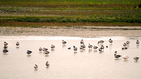 Geylag goosesの写真素材