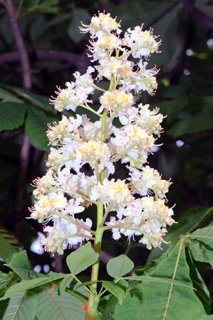 Beautiful white flowers of horse-chestnut (Aesculus hippocastanum).の写真素材