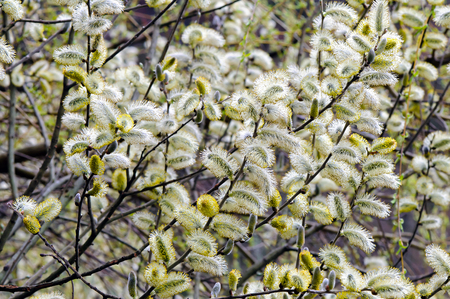 Male catkins of pussy willowの写真素材