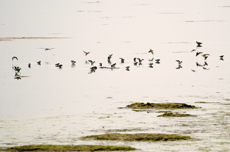 Water birds (Tring sp.)の写真素材