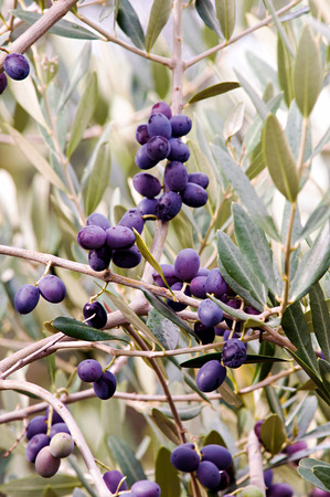 Foliage and fruits of olive treeの写真素材