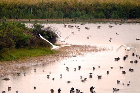 Water birdsの写真素材