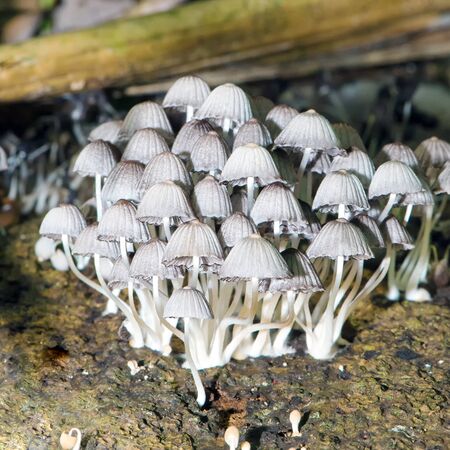 Patch of white mushrooms shot in Costa Rica (Corcovado national park).の写真素材