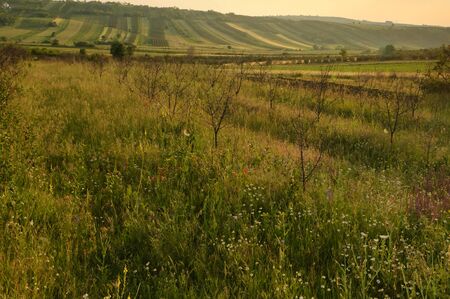 Extensive rural landscape with patches of fields, orchards and hedges (Serbia, Prokuplje).の写真素材