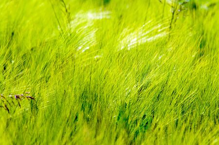 Close up of beautiful green cornfield (EU, Slovenia).の写真素材