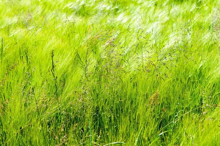 Close up of beautiful green cornfield (EU, Slovenia).の写真素材