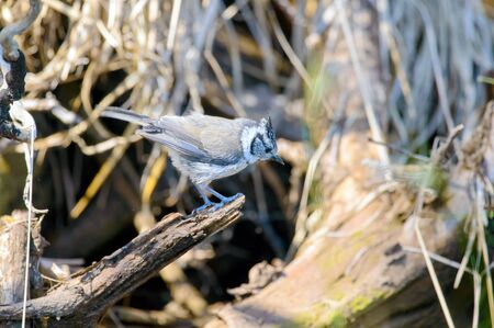 European crested tit (Lophophanes cristatus) in its natural habitat.の写真素材