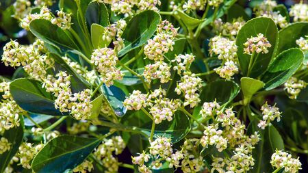 Foliage and flowers of Australian laurel (Pittosporum tobira).の写真素材