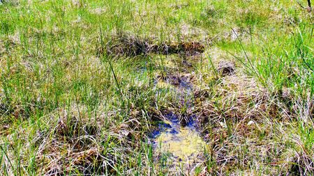 An example of Natura 2000 habitat alkaline fens (Slovenia). Alkaline fens are mires of small sedge and brown moss communities on soils permanently waterlogged, with a calcareous water supply, minimal fluctuations in the water level and with peaty substrate.の写真素材