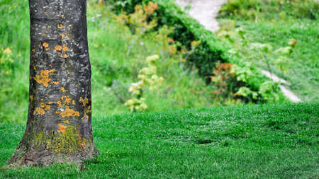 trunk of plant with mossの写真素材