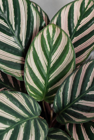 Calathea variegata variegata variegated leafの素材