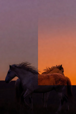 Horses in a field at sunset - collage with space for textの素材