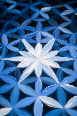abstract background of blue flower petals with water drops on glassの素材