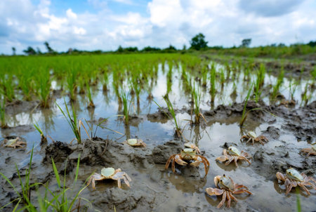 Crab on rice field in rainy season at Chiang Mai, Thailandの素材