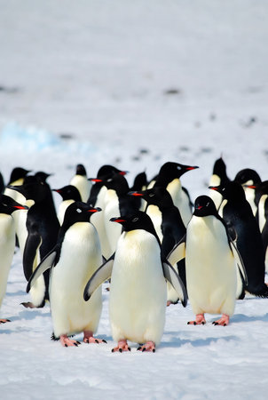 Gentoo penguins on the ice in the antarcticの素材