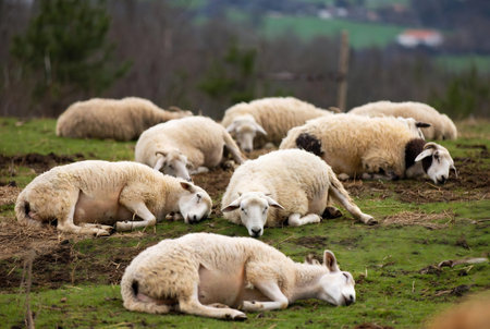 Flock of sheep grazing on the meadow in springtime.の素材