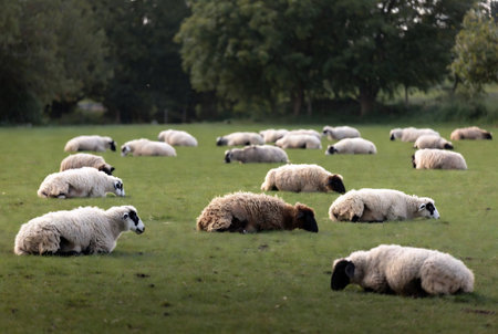 Flock of sheep on a meadow in the English countryside.の素材