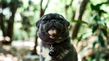 Portrait of pug dog looking at the camera on green backgroundの素材