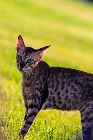 Cat look