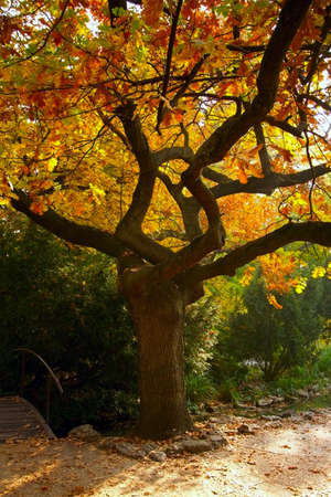 Sycamore Plane Tree in Autumnの写真素材