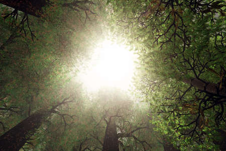Looking Up from Deep Forest 3D render