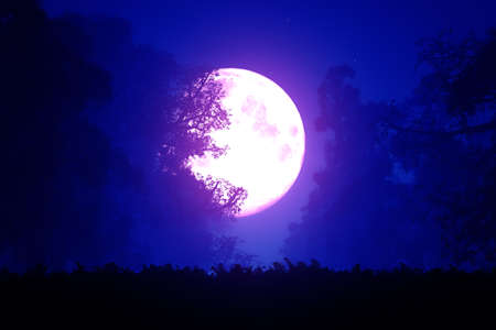 Mysterious Magic Forest at Night in the Moonlight 3D Artworkの写真素材