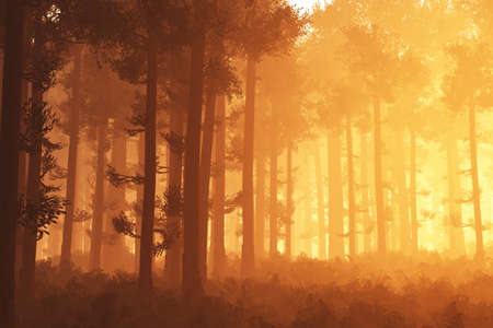 Wonderful Deep Forest 3in the Sunset Sunrise D Illustrationの写真素材