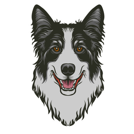 Border Collie dog head isolated on white background. Vector illustration.のイラスト素材