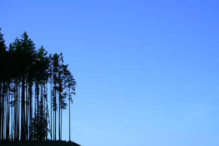 Fir tree outlines against clear blue sky. A lot of empty space.の写真素材