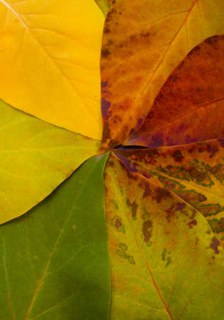 Patters of autumn leaves